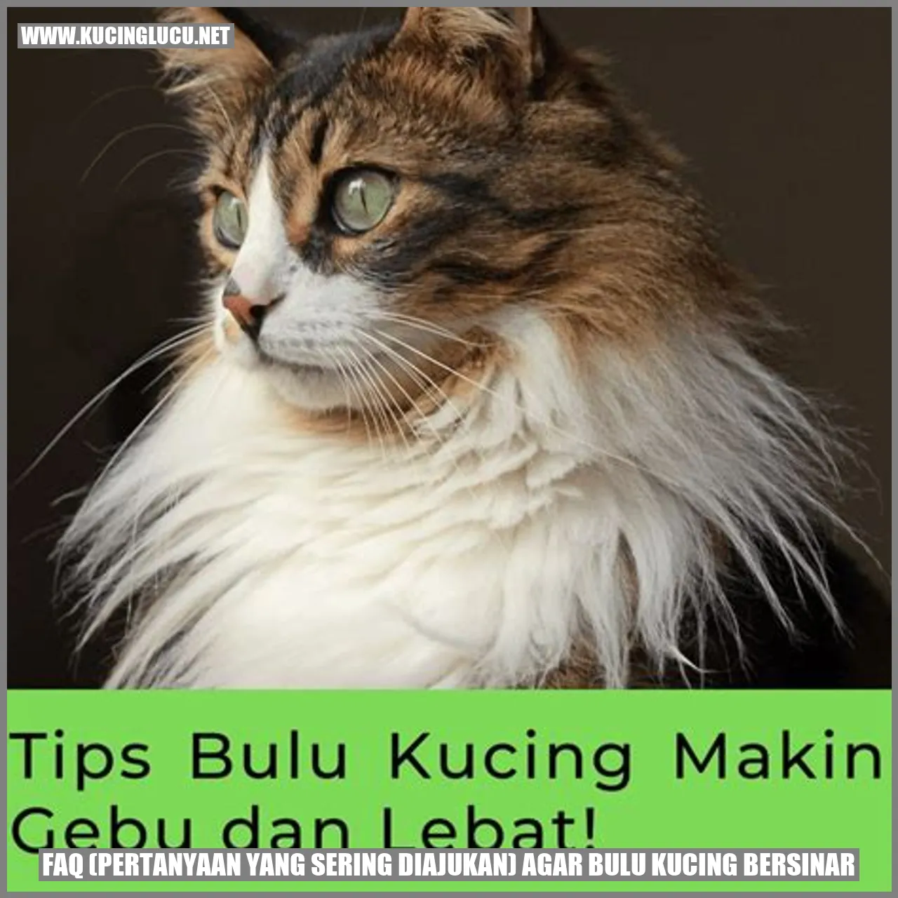 paragraf tentang FAQ agar bulu kucing bersinar