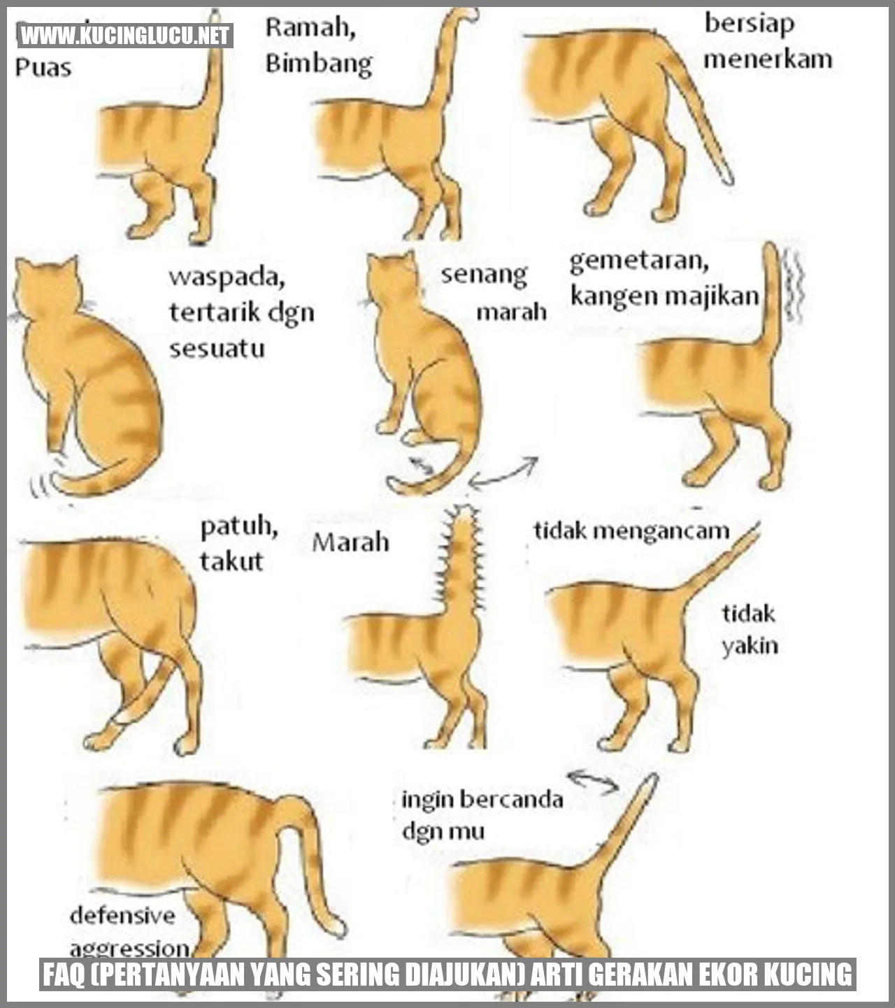 Gambar Kucing Menggerakkan Ekor