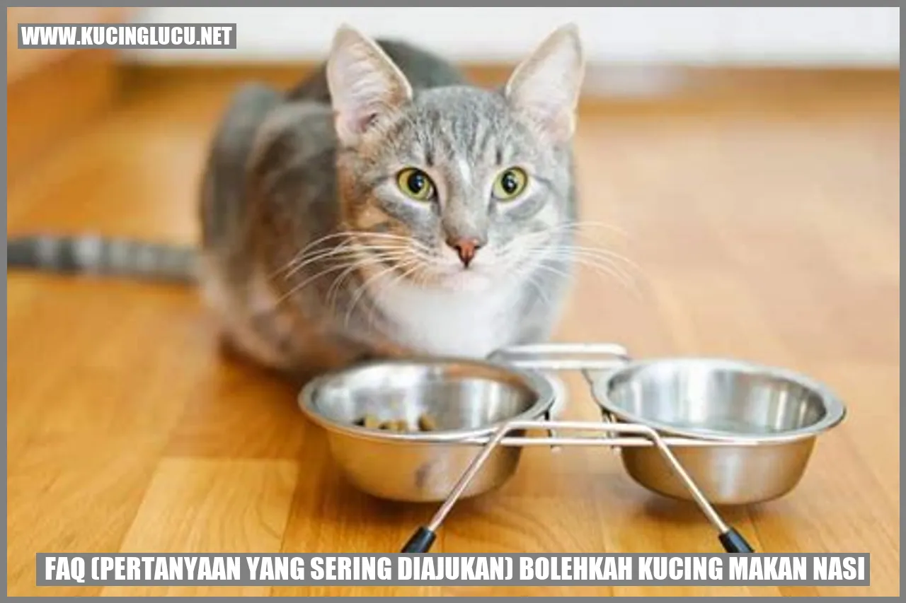 Gambar Kucing Makan Nasi