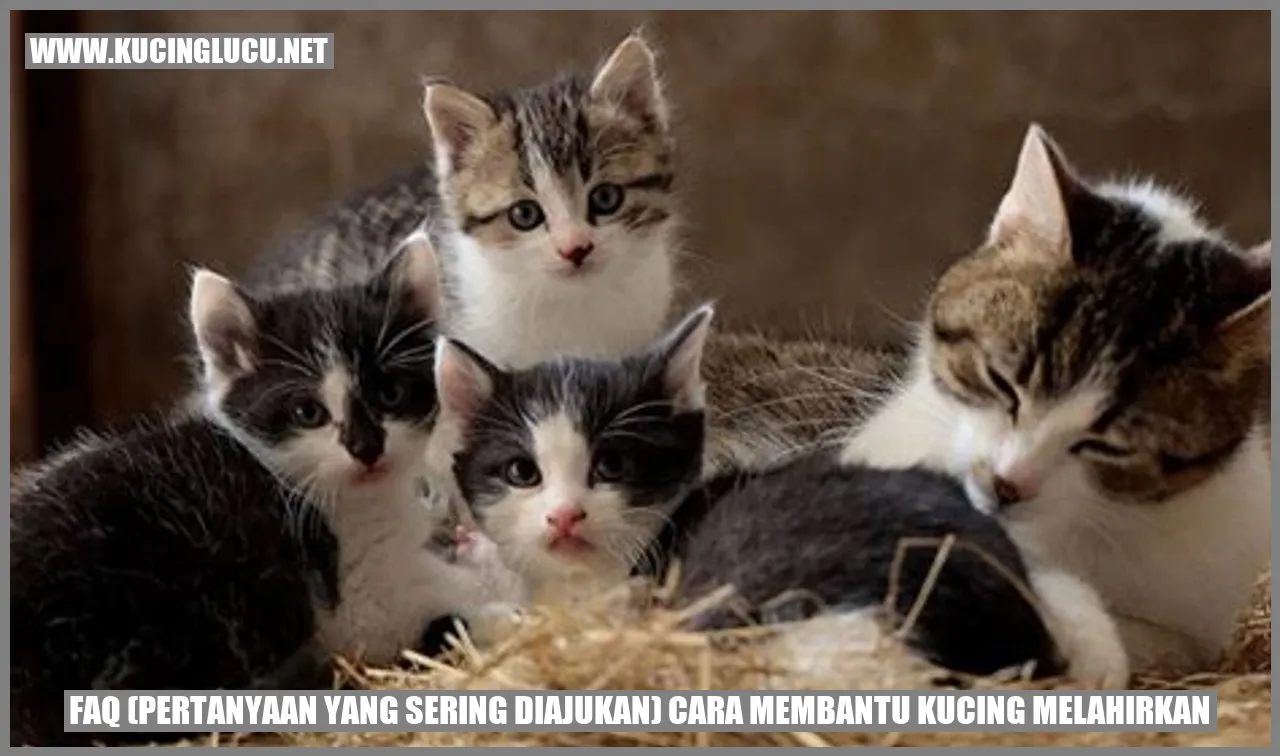 Kucing yang Melahirkan