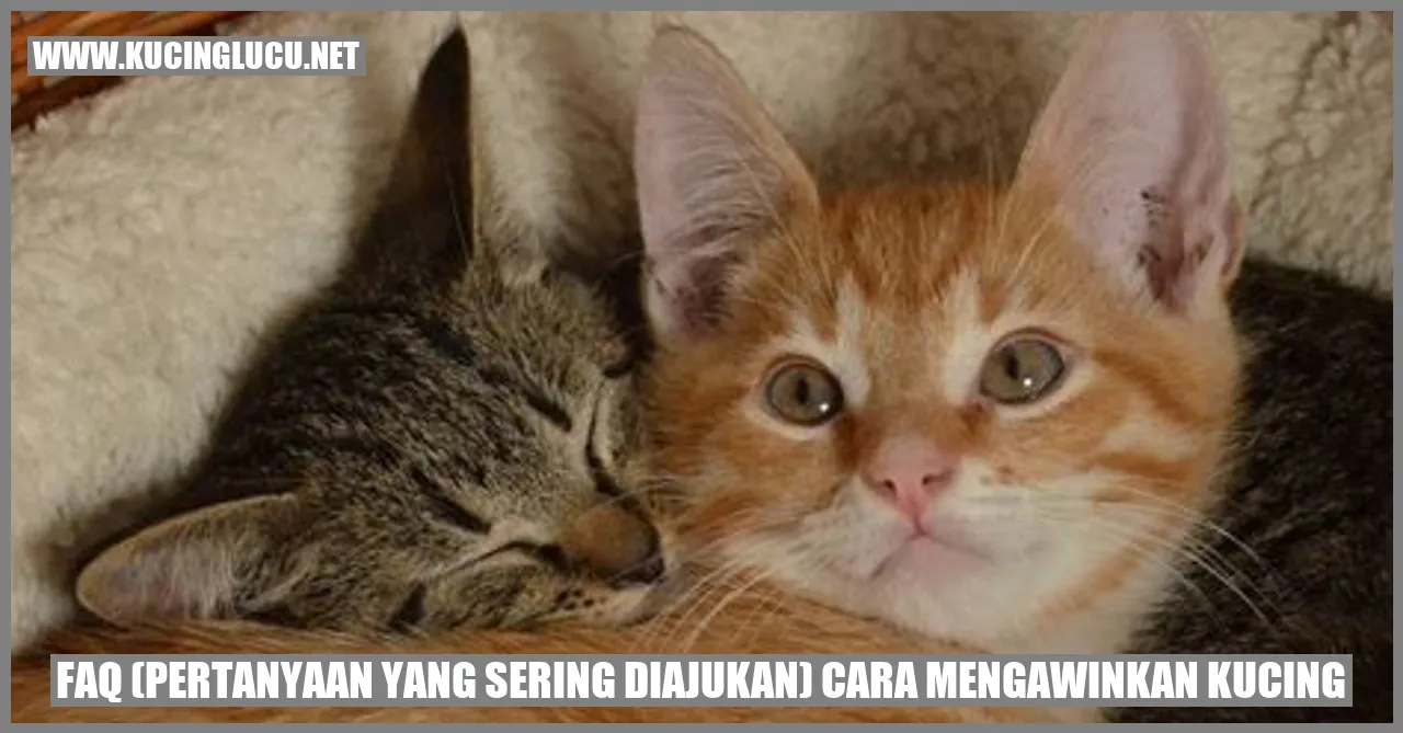 pertanyaan mengawinkan kucing