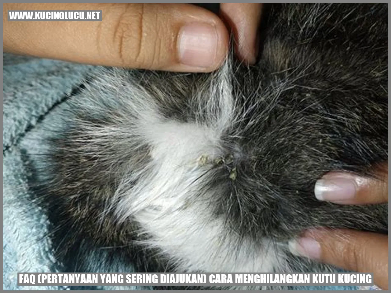 Gambar kutu kucing