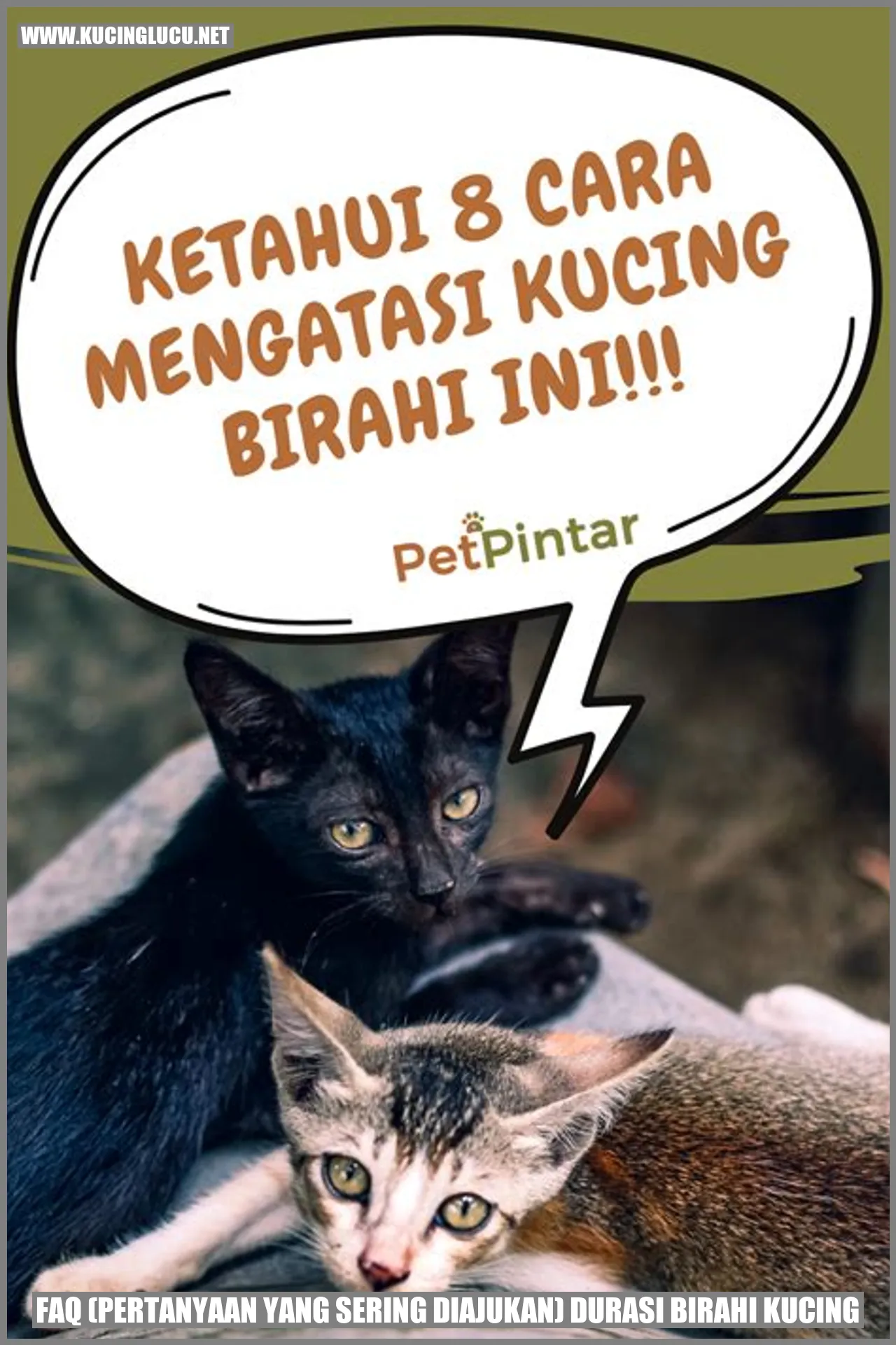 FAQ (Pertanyaan yang Sering Diajukan) Durasi Birahi Kucing