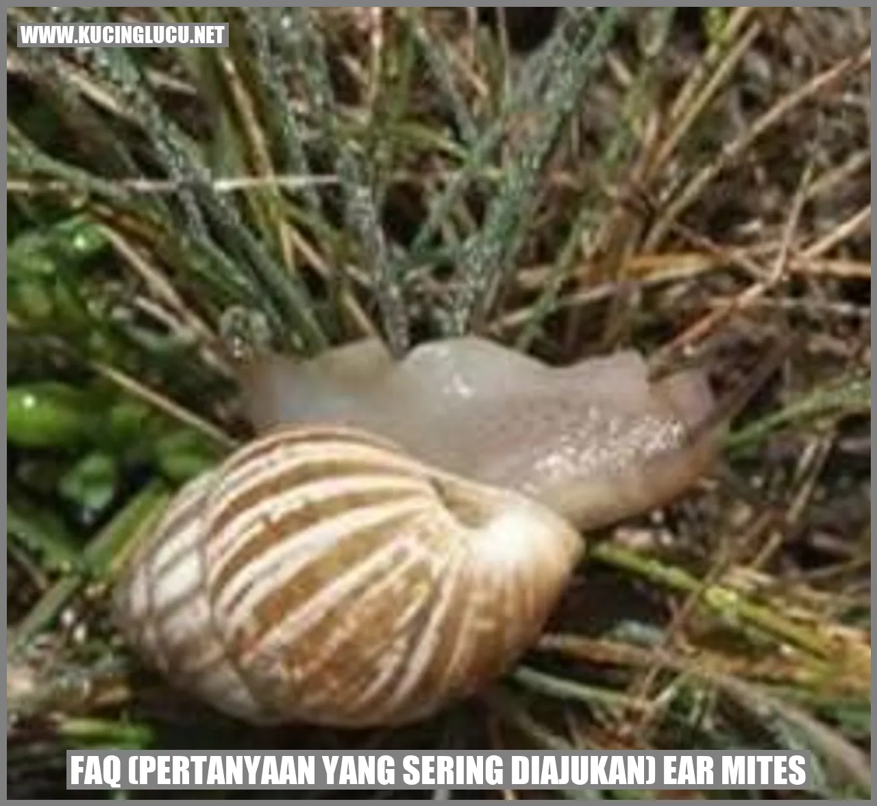 Kutu Telinga