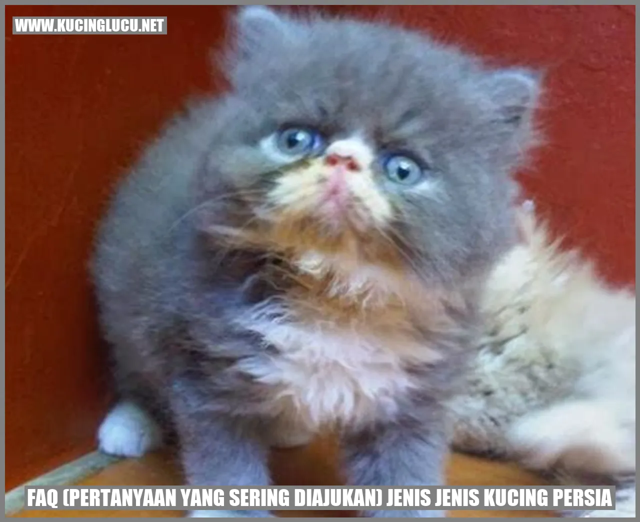 Gambar Kucing Persia