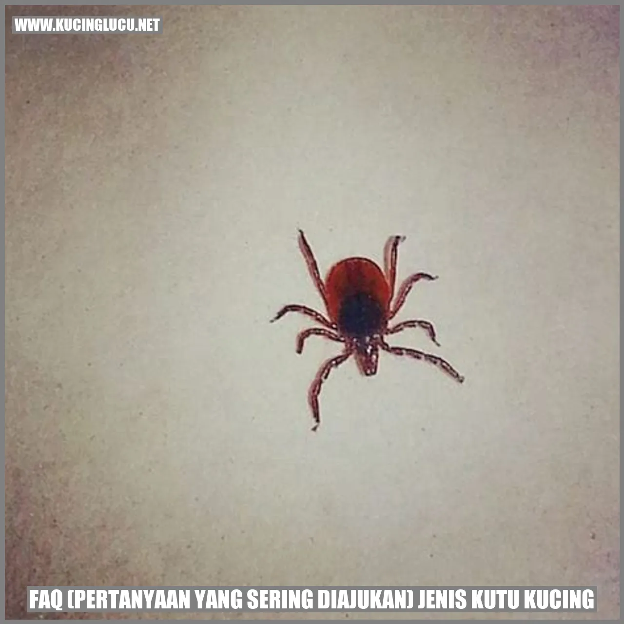 FAQ (Pertanyaan yang Sering Diajukan) tentang Jenis Kutu Kucing