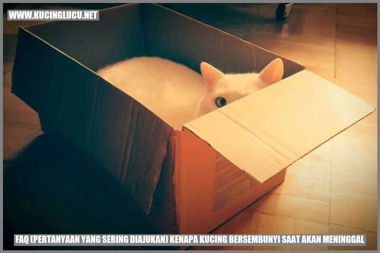 Kucing Bersembunyi saat Akan Meninggal
