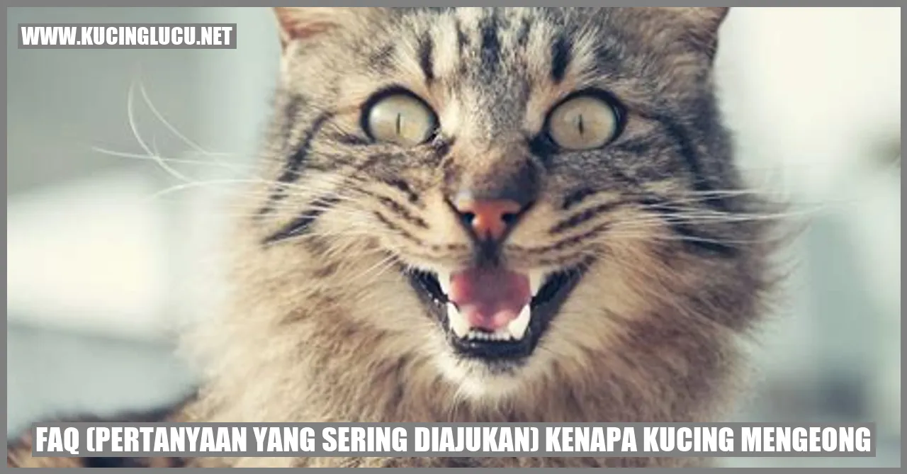 Kenapa Kucing Mengeong?