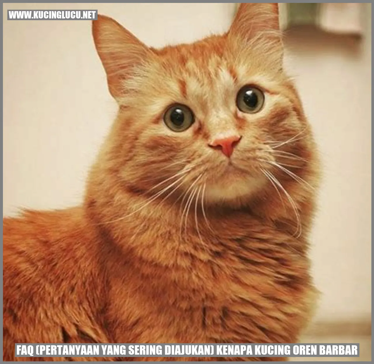 Gambar Kucing Oren Barbar