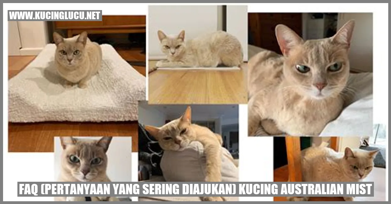 Gambar Kucing Australian Mist