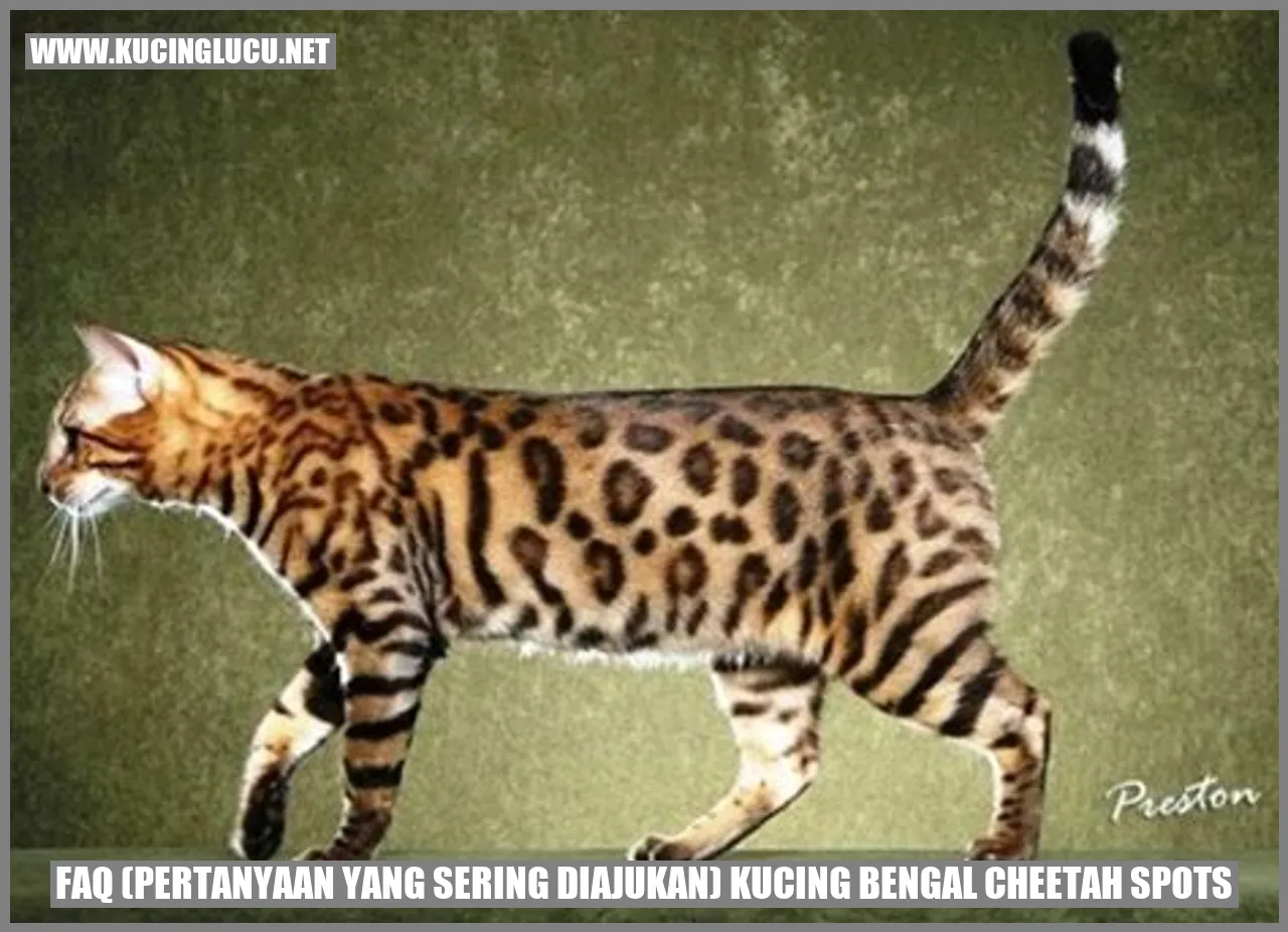 Gambar Kucing Bengal dengan Spots seperti Cheetah