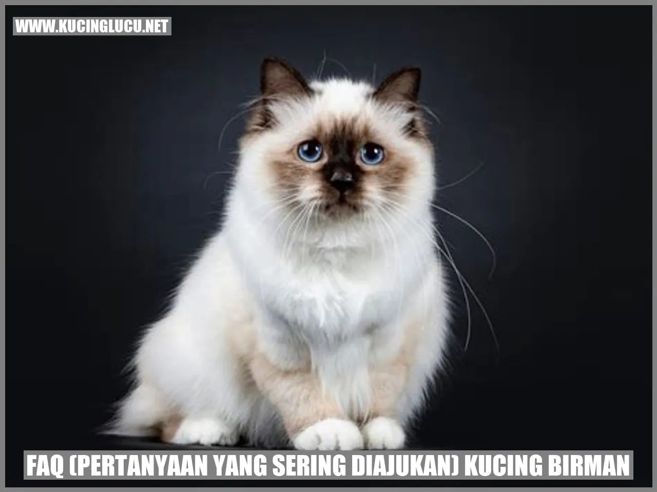 Foto Kucing Birman