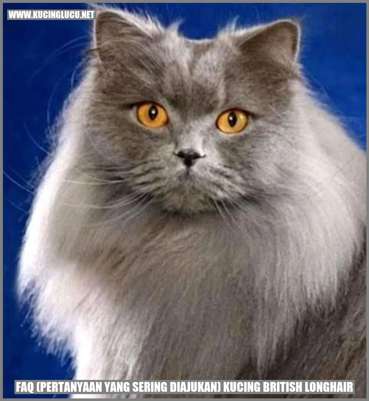 Gambar Kucing British Longhair