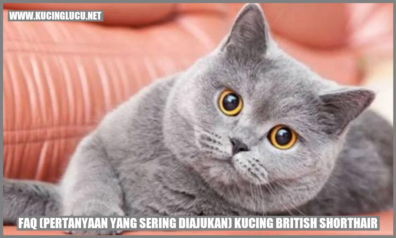 Kucing British Shorthair