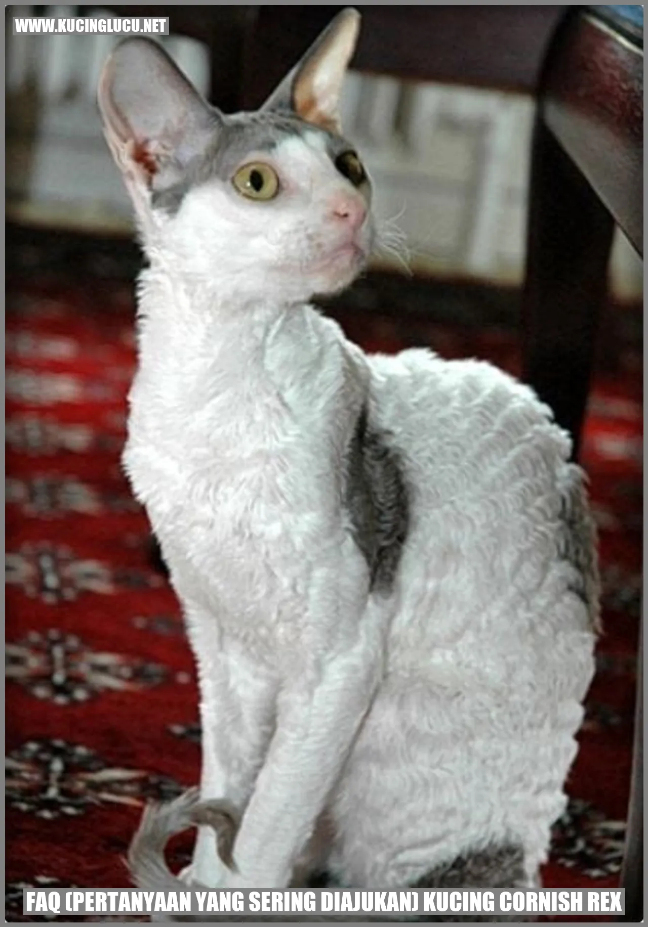Kucing Cornish Rex yang unik dan menarik