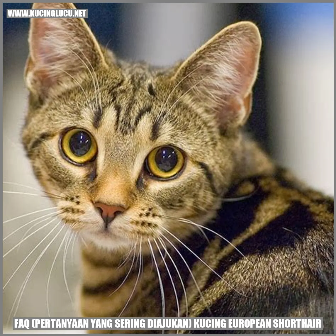 Kucing European Shorthair