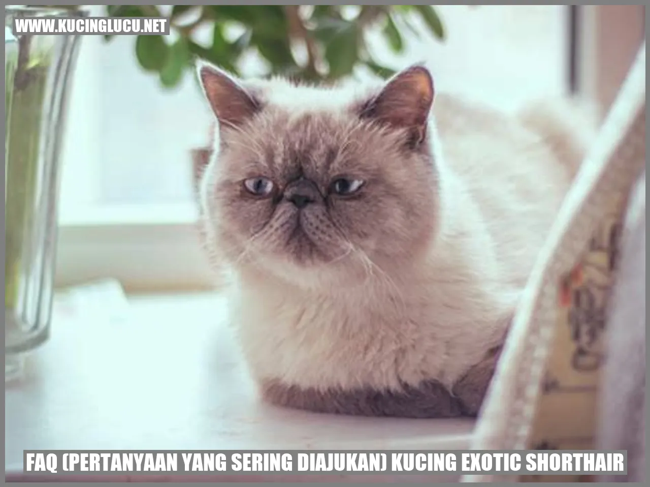 FAQ (Pertanyaan yang Sering Diajukan) Kucing Exotic Shorthair