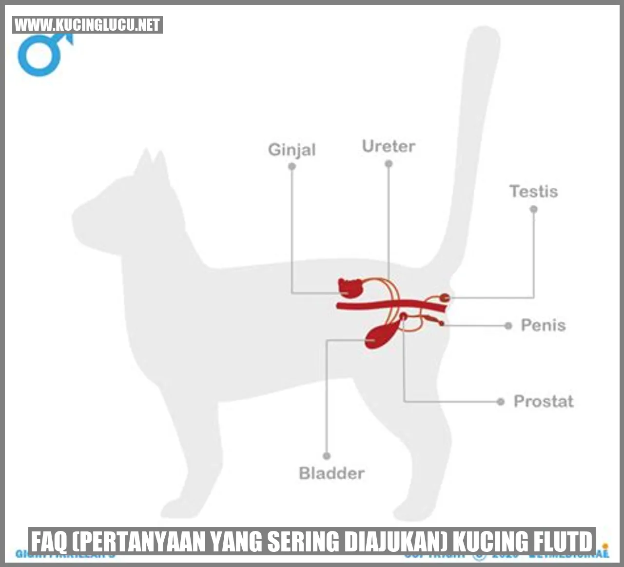 Ilustrasi Kucing mengalami FLUTD