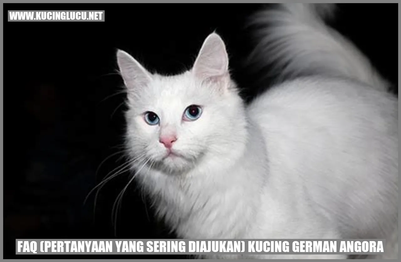 Kucing German Angora