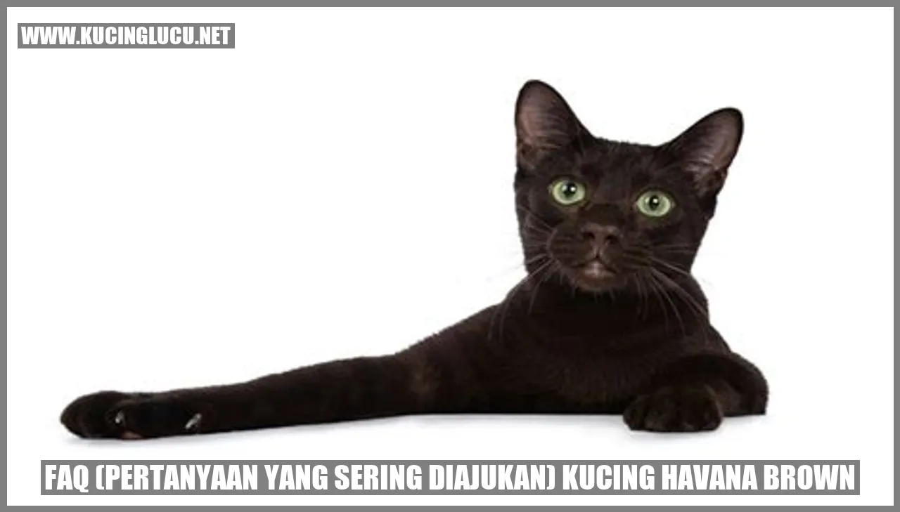Kucing Havana Brown