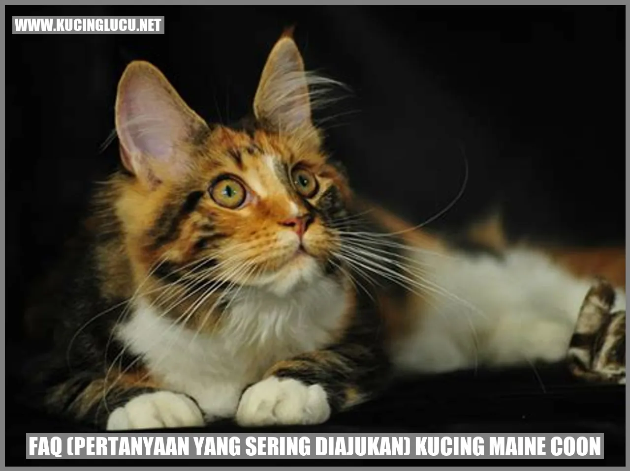 Gambar Maine Coon