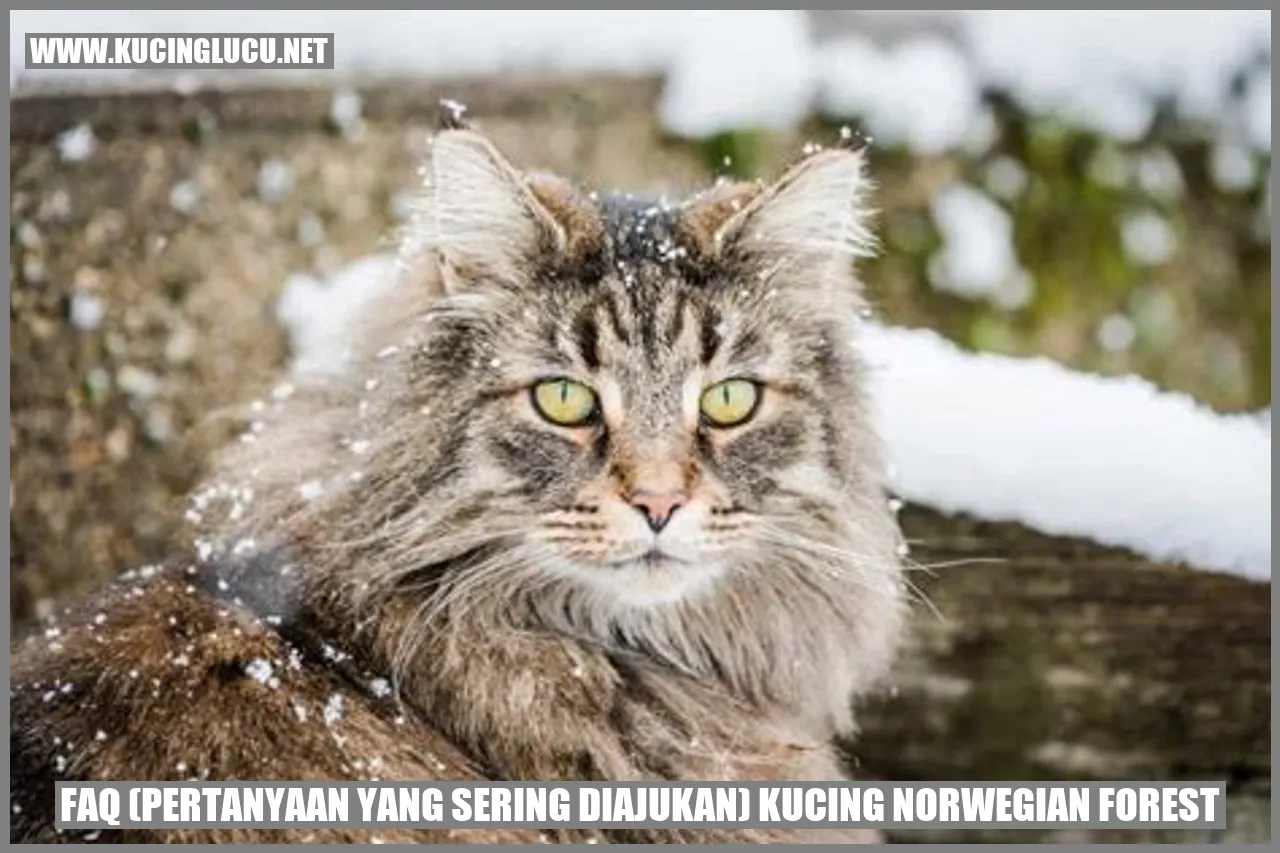 Kucing Norwegian Forest