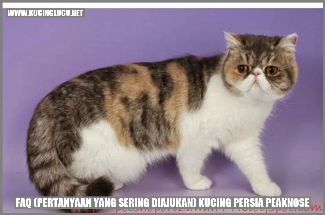 Kucing Persia Peaknose
