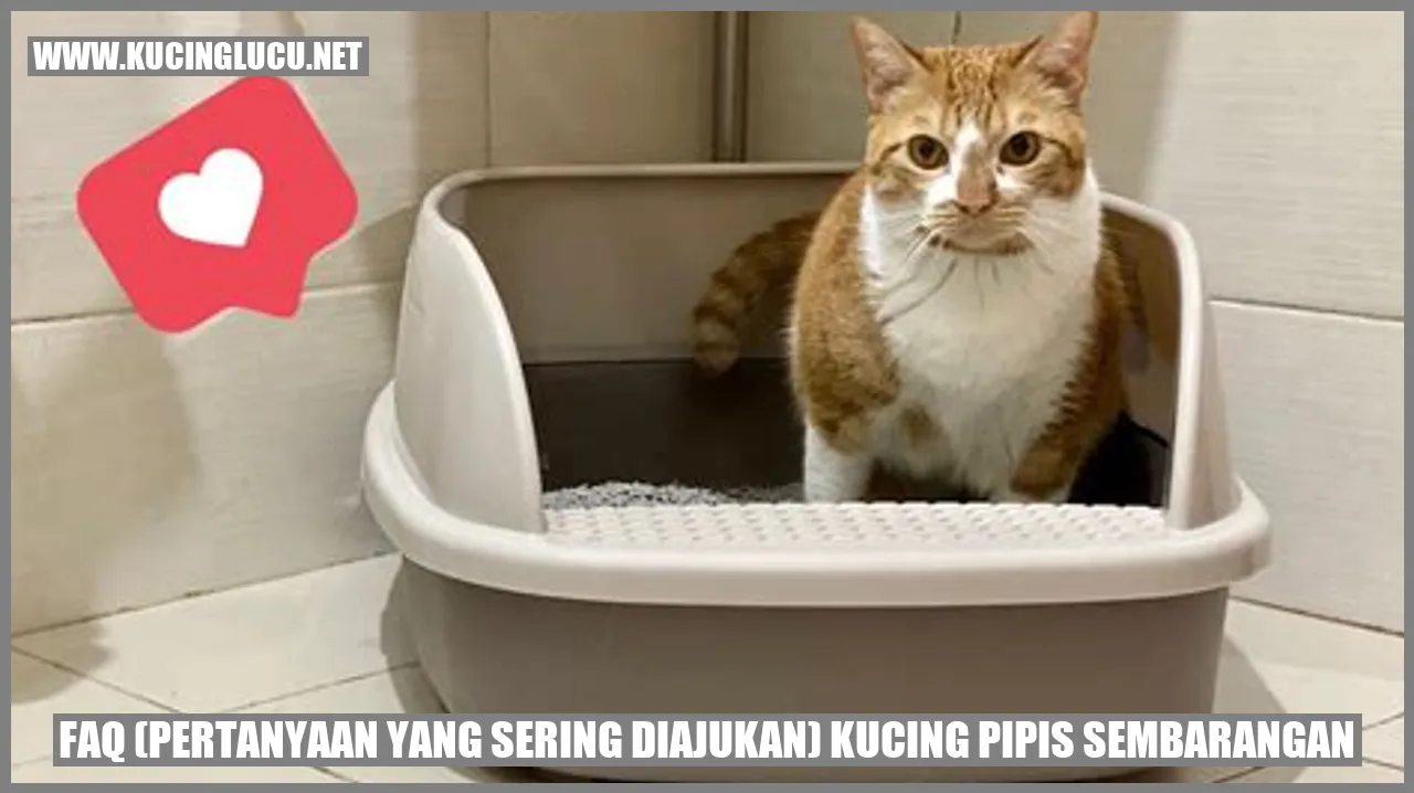 Kucing Buang Air Sembarangan
