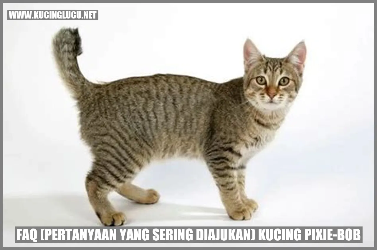 FAQ (Pertanyaan yang Sering Diajukan) Kucing Pixie-Bob