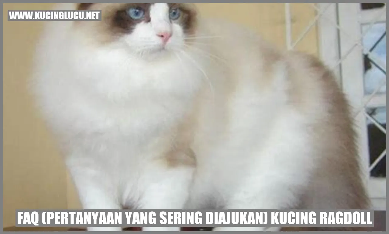 Kucing Ragdoll