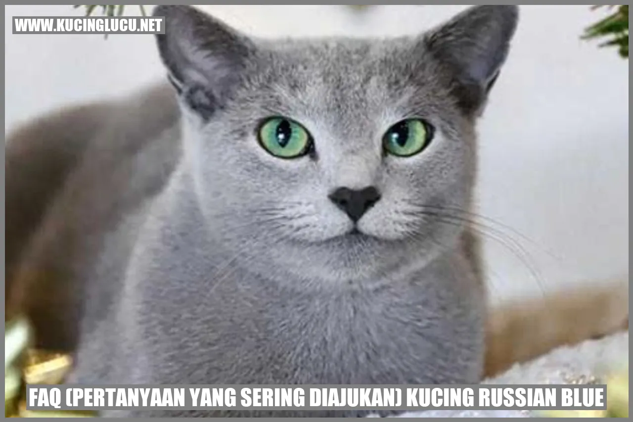 Kucing Russian Blue