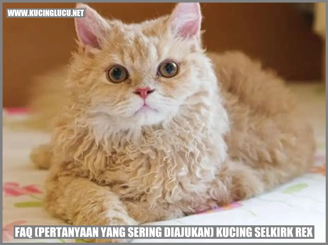 Kucing Selkirk Rex