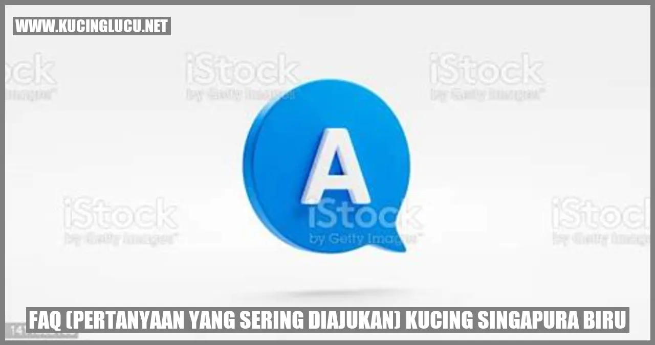 Gambar kucing singapura biru