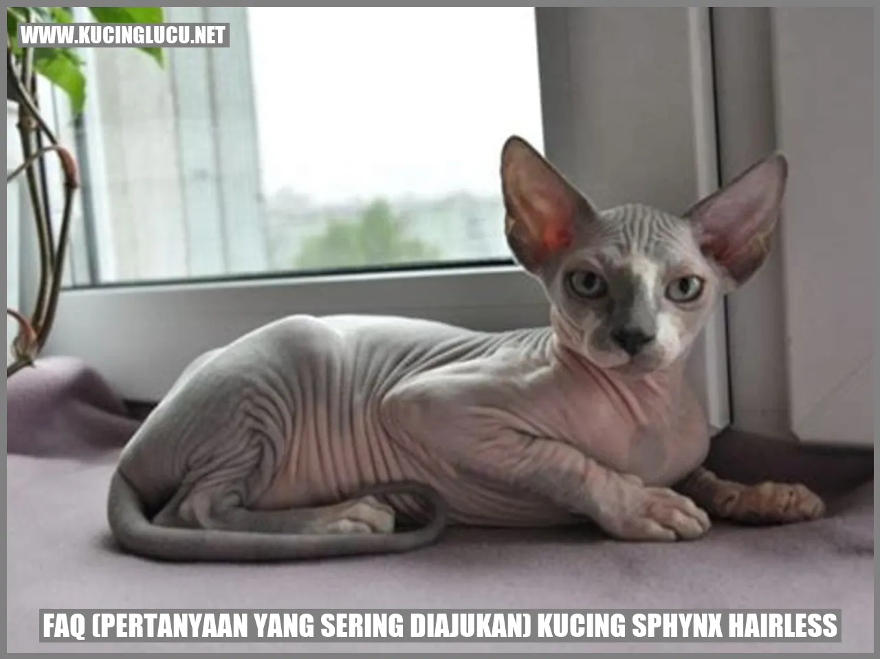 Kucing Sphynx Hairless