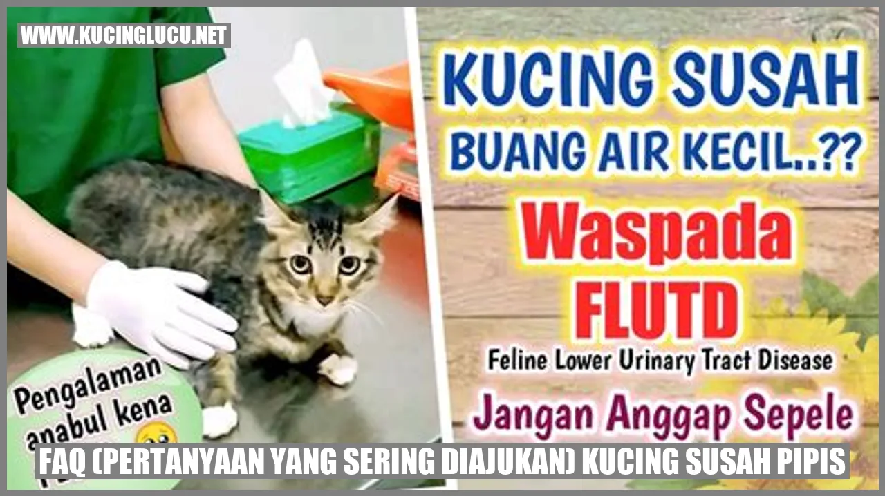 Kucing Susah Pipis