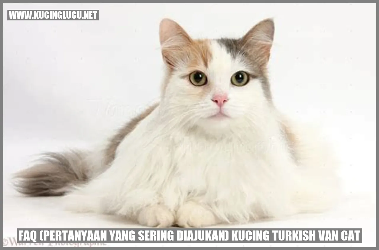 Kucing Turkish Van Cat