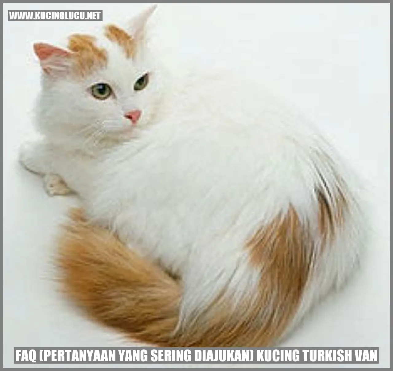 Gambar Kucing Turkish Van