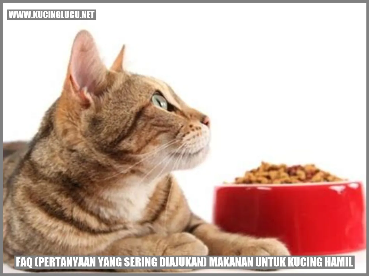 Ilustrasi Kucing Hamil