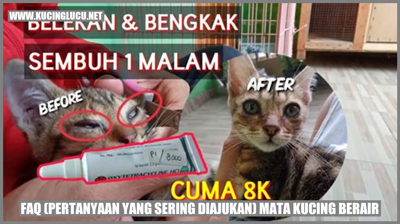 Gambar mata kucing berair