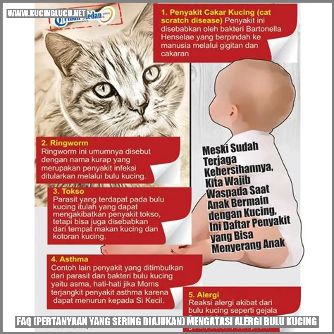 FAQ (Pertanyaan yang Sering Diajukan) mengatasi alergi bulu kucing