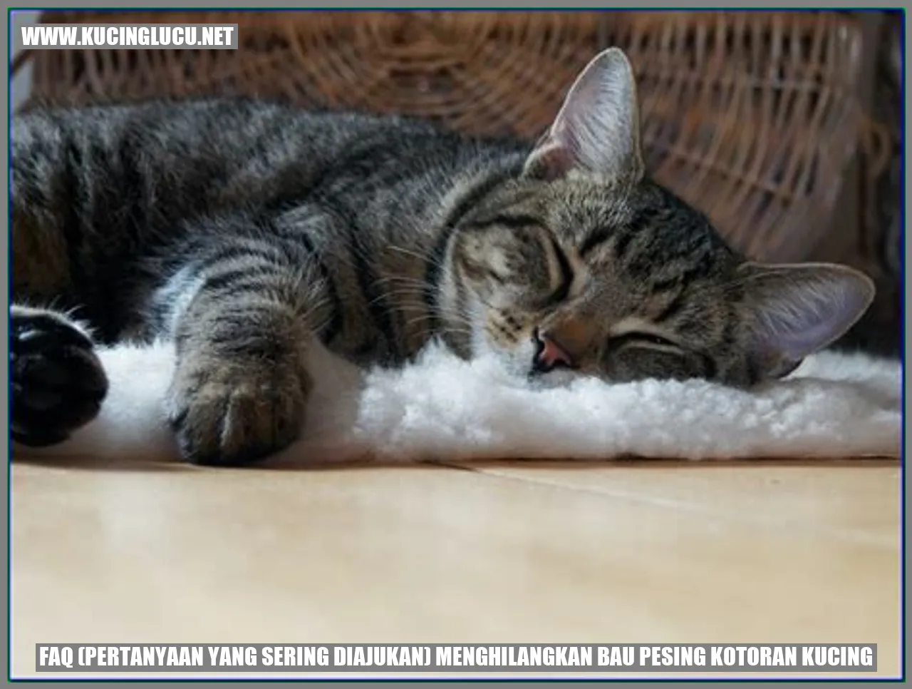 FAQ menghilangkan bau pesing kotoran kucing