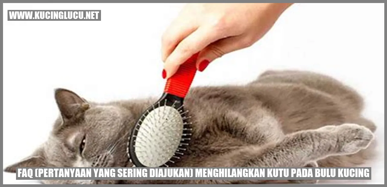 Menghilangkan Kutu pada Bulu Kucing