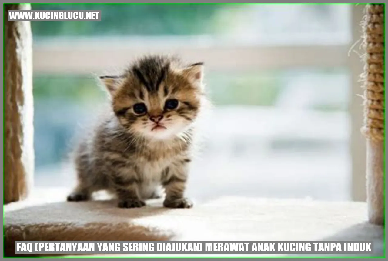 FAQ (Pertanyaan yang Sering Diajukan) merawat anak kucing tanpa induk