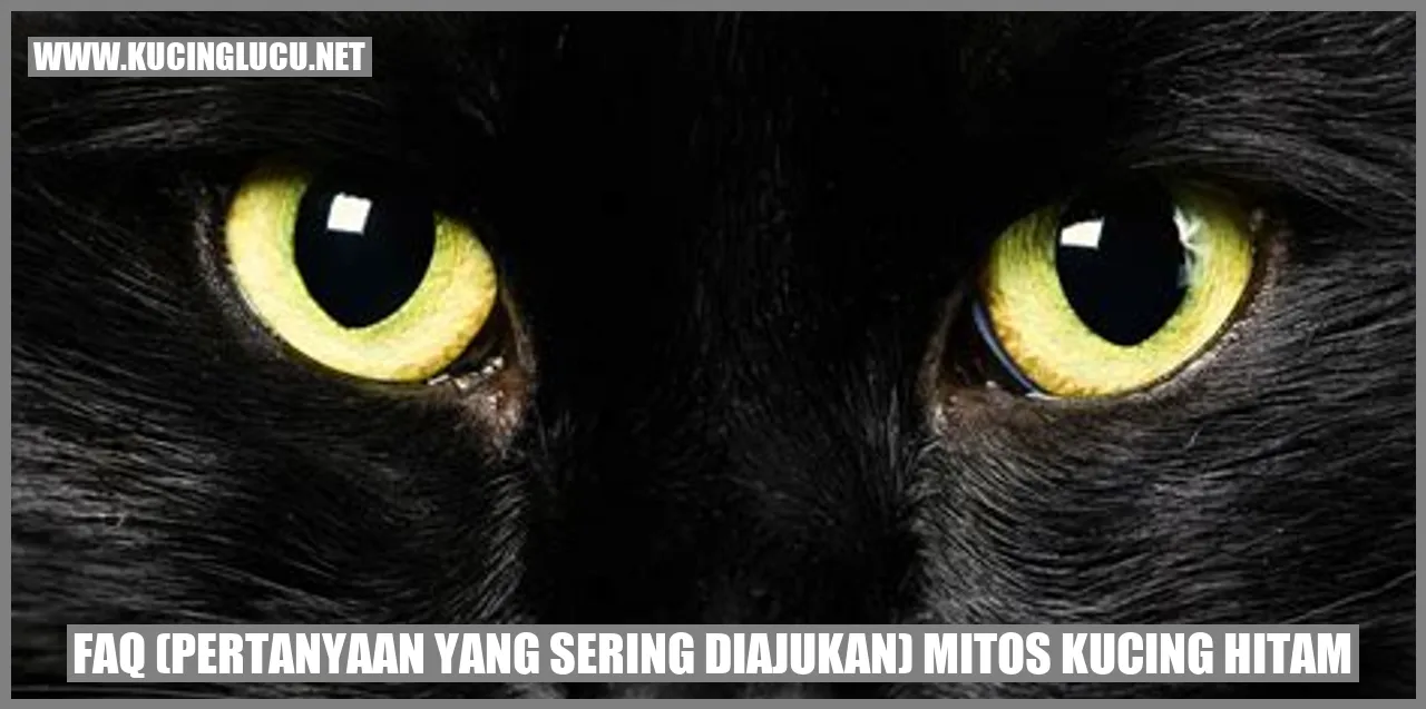 Gambar kucing hitam