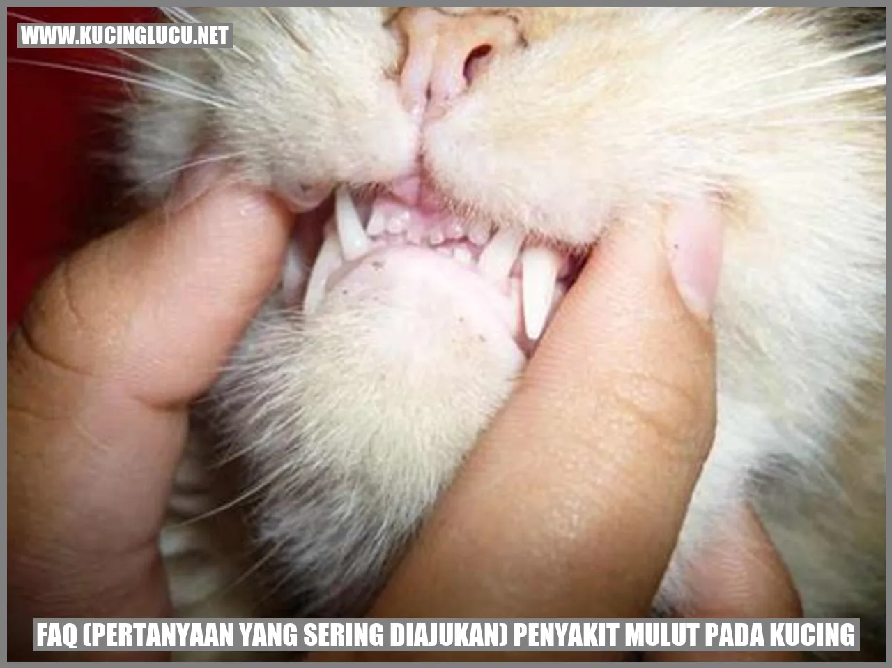 pertanyaan kucing