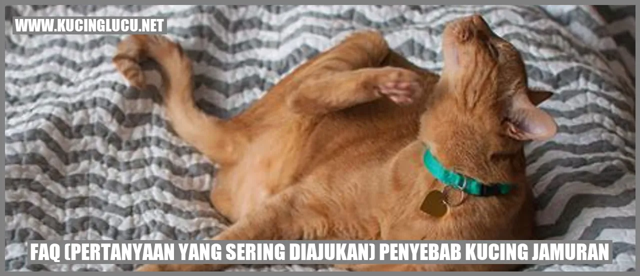 Ilustrasi Kucing Jamuran