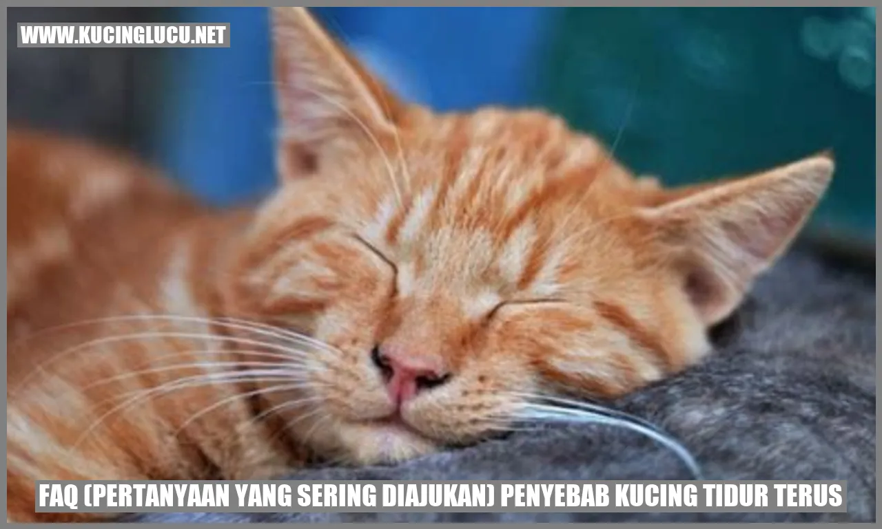 Kucing Tidur Terus