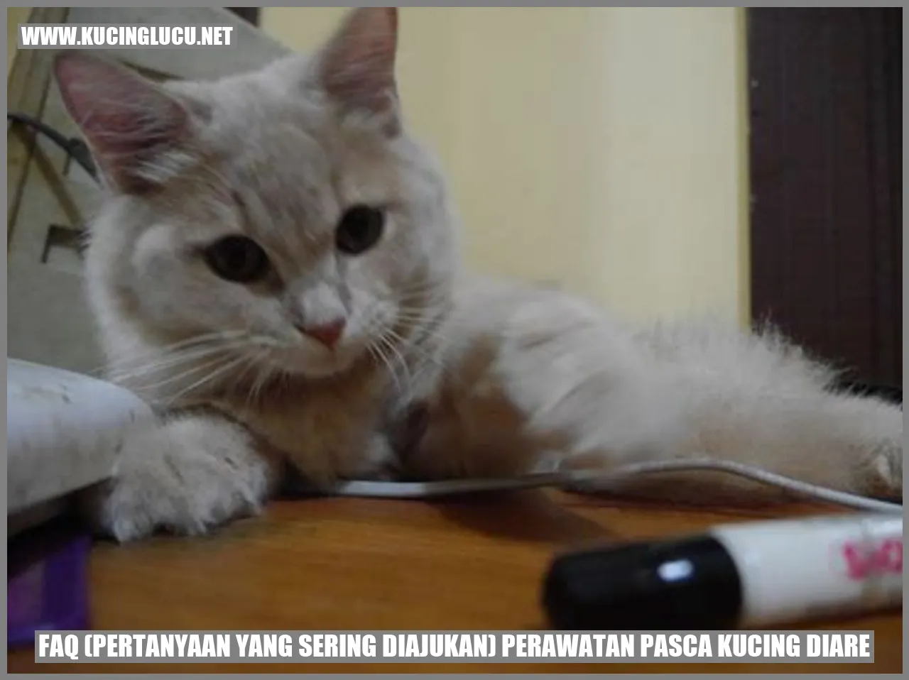 pertanyaan yang sering diajukan tentang perawatan pasca kucing diare