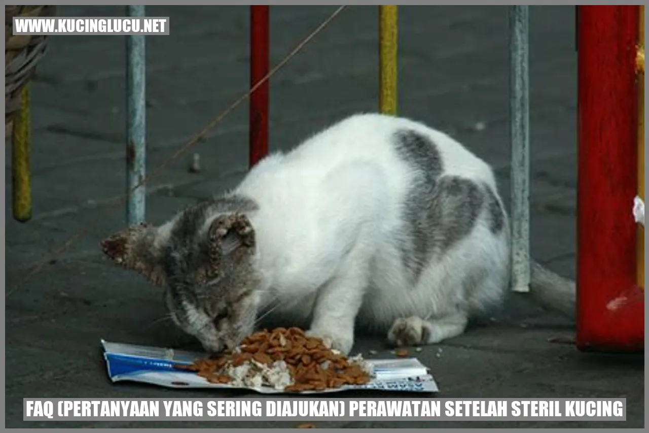 Perawatan Setelah Steril Kucing