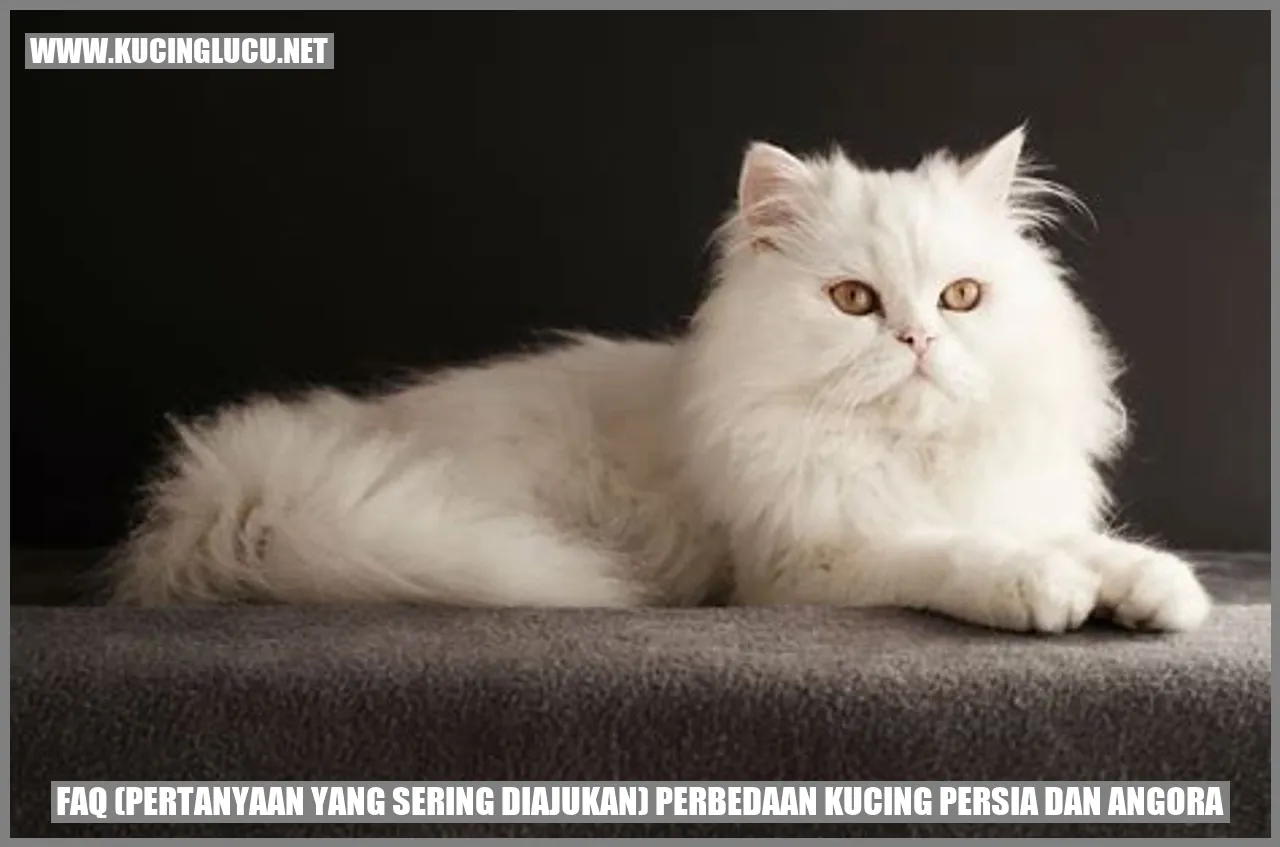 Kucing Persia dan Angora